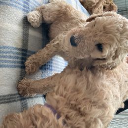 Goldendoodle Puppies from The Miller's Goldendoodles