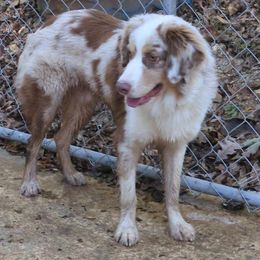 Boy 1 Zootopia - Red merle Miniature Australian Shepherd puppy in St. Louis, Missouri from Spotted Rump Ranch