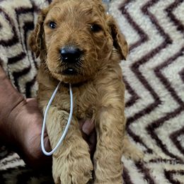 Bambi Jah - Apricot female Goldendoodle puppy in Newark, New Jersey from Westmorelandislandpups