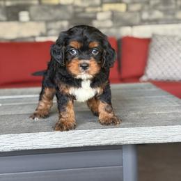 BammBamm - Tri-color male Bernedoodle puppy in Millersburg, Ohio from T Sanctum