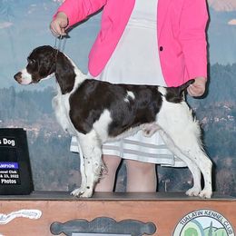 Brittanys from CoveLake Kennels