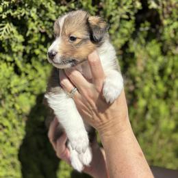 Poppy - Sable and white female Shetland Sheepdog puppy in Oakley, California from SquiresShelties