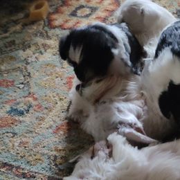 Miniature Schnauzers from KS Kennels
