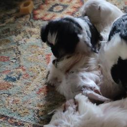 Miniature Schnauzers from KS Kennels