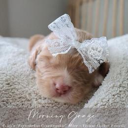 Morning Graze - Apricot female Goldendoodle puppy in Savannah, Georgia from Vino and Vespa Doodles