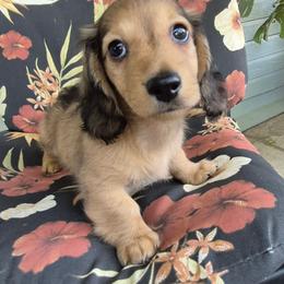 Charlie - Black and cream male Dachshund puppy in Randolph, Texas from Spindle's Little Treasures
