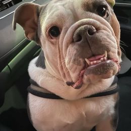Bulldogs from Athenia's Bulldogs