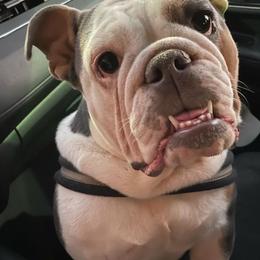 Bulldogs from Athenia's Bulldogs