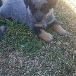 Australian Cattle Dog Puppies from LoveAHeeler