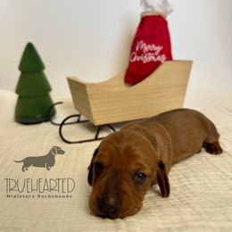 Ophelia - Red female Dachshund puppy in Royse City, Texas from Truehearted Miniature Dachshunds
