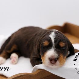 Fern - Tri-color female Bernedoodle puppy in Edmond, Oklahoma from Rock N Roll Doodles