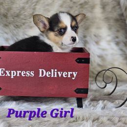 German Shepherd and Pembroke Welsh Corgi Puppies from Triple C German Shepherds and Corgis