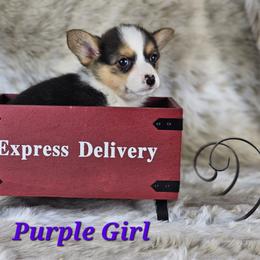 German Shepherd and Pembroke Welsh Corgi Puppies from Triple C German Shepherds and Corgis