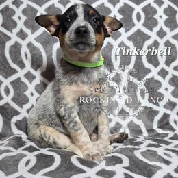 Tinker Bell - Blue female Australian Cattle Dog puppy in Silsbee, Texas from Rockin ND Ranch