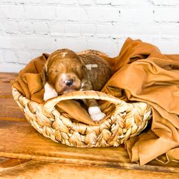 Bernedoodle and Goldendoodle Puppies from Larsen Litters