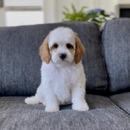 Willow - Parti female Goldendoodle puppy in St George, Utah from Doodle Bears of Southern Utah