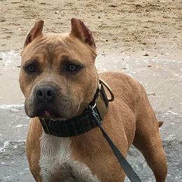 American Pit Bull Terriers from h2oAPBTs