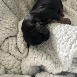 Charlie - Black and tan male Dachshund puppy in Tomball, Texas from Gutierrez House of Doxies