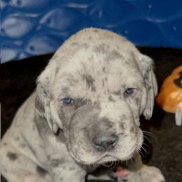 Great Dane Puppies from BkB’s House of Danes