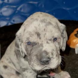 Great Dane Puppies from BkB’s House of Danes