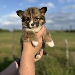 Amy - Pink (Fluffy with tail) - Sable female Pembroke Welsh Corgi puppy in Milan, Georgia from Williams’ Welsh Corgis LLC