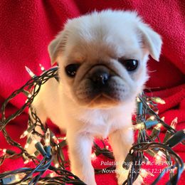 Fern - White female Pug puppy in Lebanon, Maine from Palatial Pugs LLC