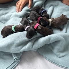 Girl 2 - female Barbet puppy in Sarasota, Florida from Ethelred Barbet