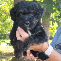 Kamikaze - Black phantom male Aussiedoodle puppy in Boonville, North Carolina from Branch Creek kennels