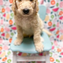 Grape - Goldendoodle puppy in Shreveport, Louisiana from Faith's Southern Goldendoodles
