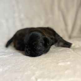 Minnie mouse - Brindle female Shih Tzu puppy in Las Vegas, Nevada from Vegas Shih Tzus
