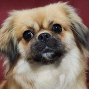 Mandy - Tibetan Spaniel