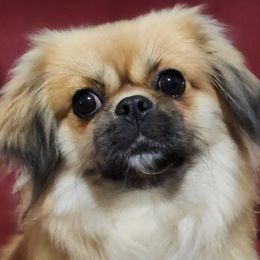 Mandy - Tibetan Spaniel