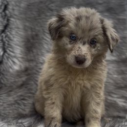 Prada - Red merle female Australian Shepherd puppy in Windsor, New York from Double B Aussies