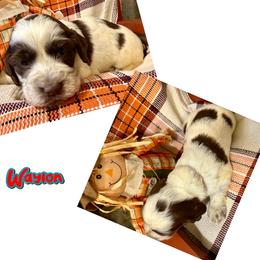 Waylon - Liver white and roan male English Springer Spaniel puppy in Madison, Indiana from McCollough's Pawsome Spaniels and Danny's Delightful Dachshunds