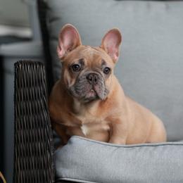 Blue Fawn Female French Bulldog - AKC - Blue fawn female French Bulldog puppy in Gulf Breeze, Florida from SW Frenchies