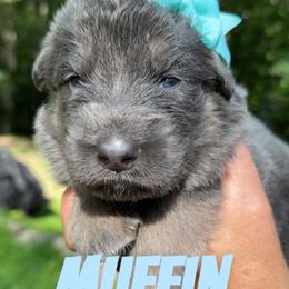 Muffin - Blue female German Shepherd puppy in Fort Jennings, Ohio from Von Holtzapple German shepherds