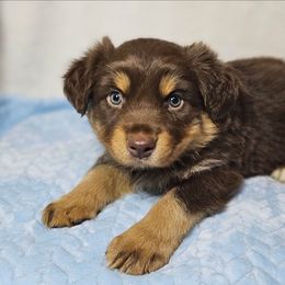 Michael - Red tri-color male Australian Shepherd puppy in Owensboro, Kentucky from JnT's Bluegrass Mini Aussies