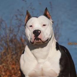 American Bullies and Miniature American Shepherds from Deuce's Den