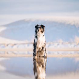 Libra - Australian Shepherd
