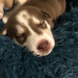 Siberian Husky Puppies from SnowShier Huskies