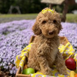 Bernedoodle, Goldendoodle, and Poodle Puppies from Poodle and Doodle Haven