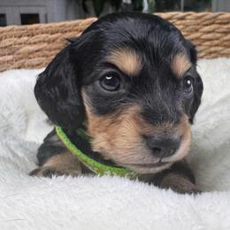 Bridger - Black and cream male Dachshund puppy in Wallingford, Kentucky from Hensley Homestead Dachshunds