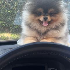 Rocket - Pomeranian