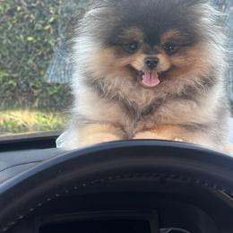 Rocket - Pomeranian