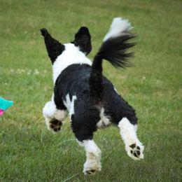 Brix - Portuguese Water Dog