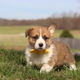 Scout - White and fawn male Pembroke Welsh Corgi puppy in Sugarcreek, Ohio from Admar Canines