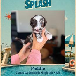 Paddle - Dallas TX - 4,000 - Chocolate male Goldendoodle puppy in Garland, Texas from Twilight Doodles