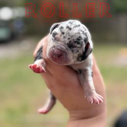 Roller - Blue merle male Catahoula Leopard Dog puppy in Okeechobee, Florida from Lazy 44 Catahoulas