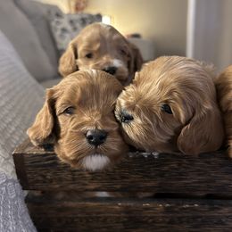 Cavapoo Puppies from Poppy Garden Doodles