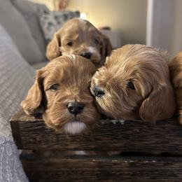 Cavapoo Puppies from Poppy Garden Doodles